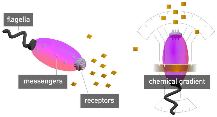 Bacteria